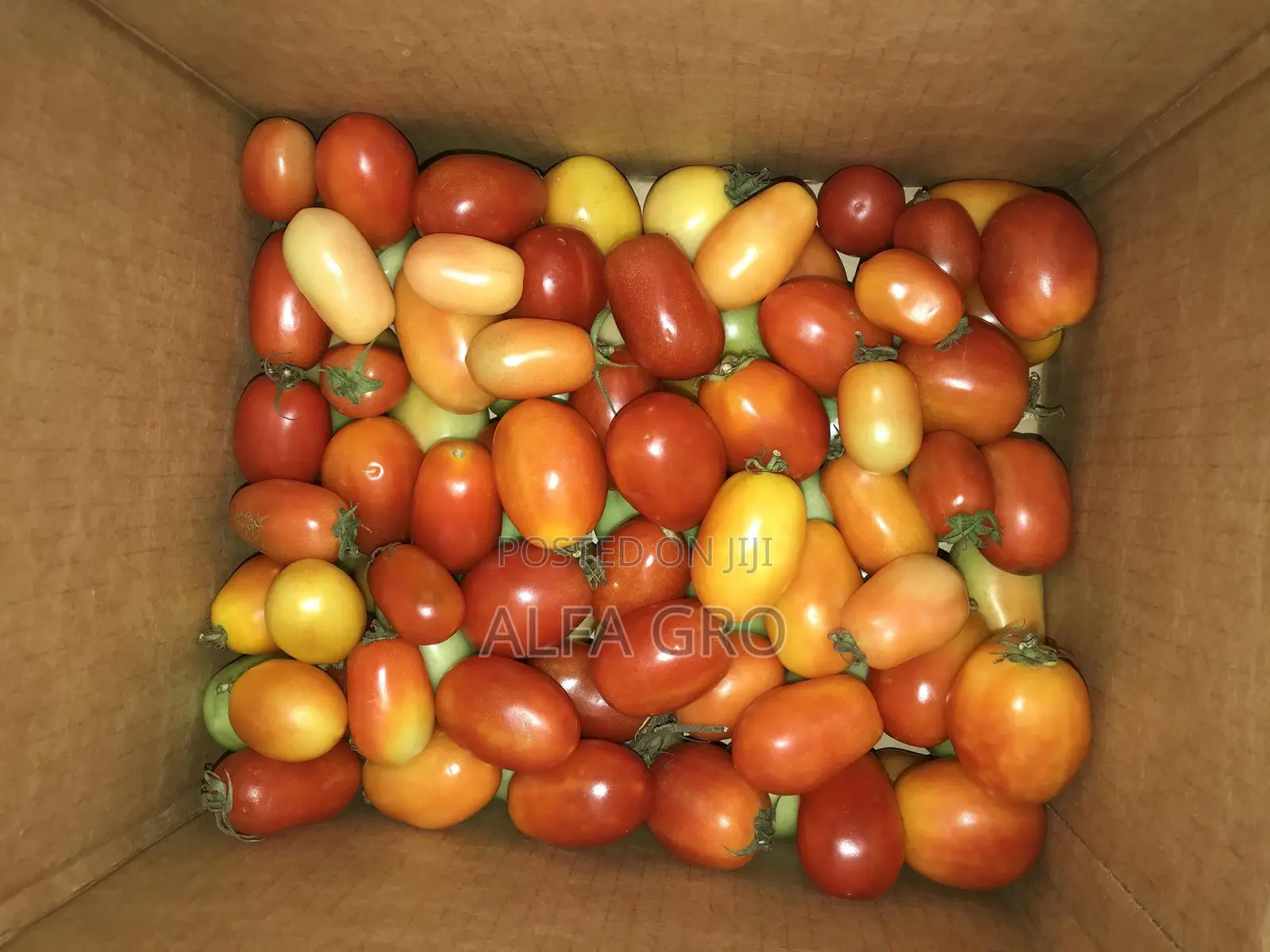 Fresh Tomatoes