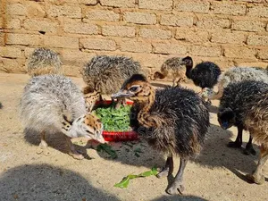 Ostrich Young Chick Doc Imported From Belgium
