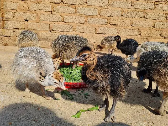 Ostrich Young Chick Doc Imported From Belgium