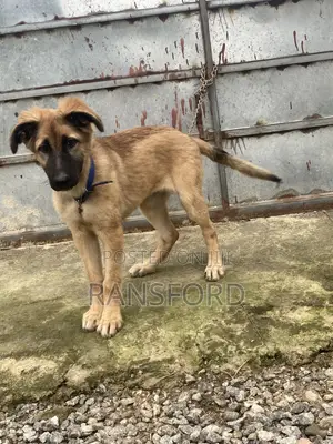 3-6 months Female Purebred German Shepherd