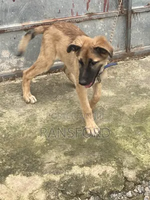 3-6 months Female Purebred German Shepherd