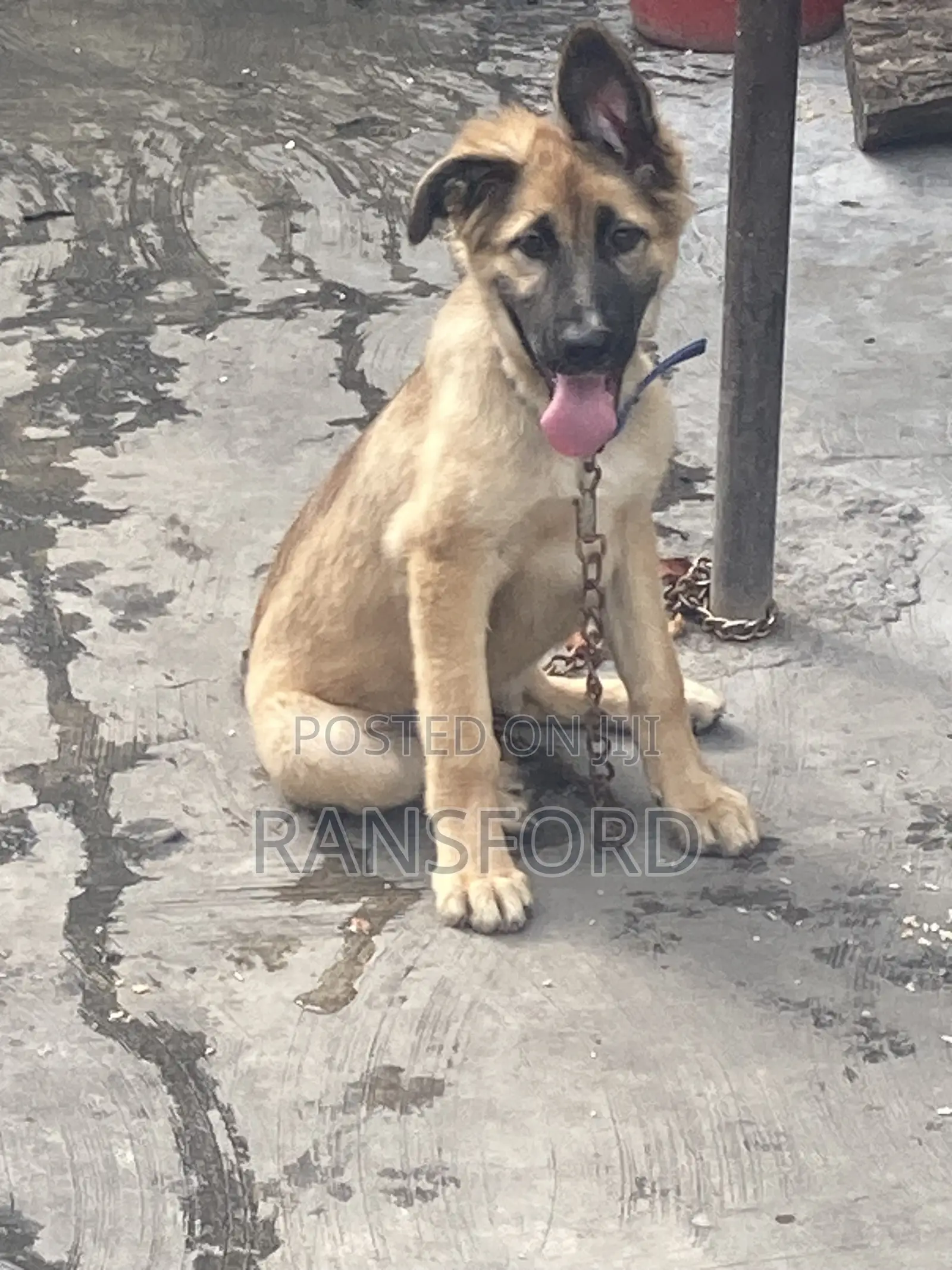 3-6 months Female Purebred German Shepherd