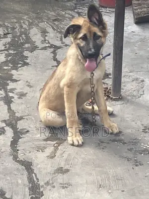 3-6 months Female Purebred German Shepherd