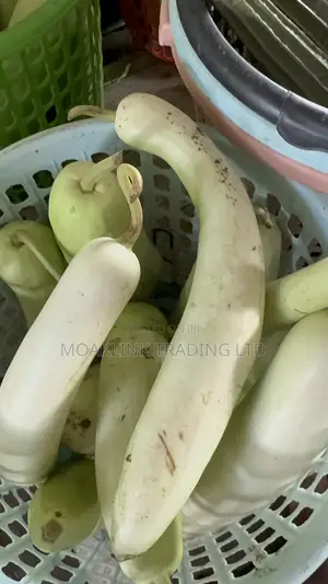 Fresh Snake Gourd