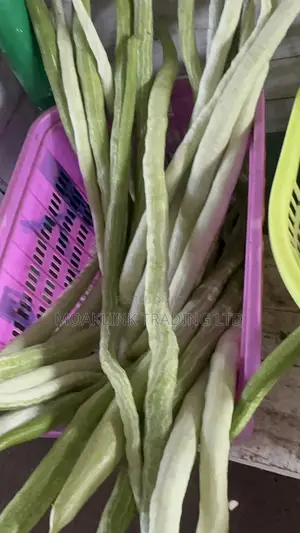 Fresh Snake Gourd
