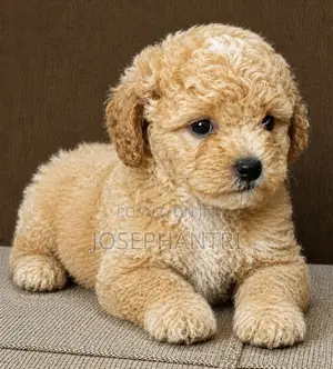 1-3 months Male Purebred Poodle