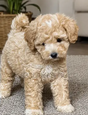 1-3 months Male Purebred Poodle