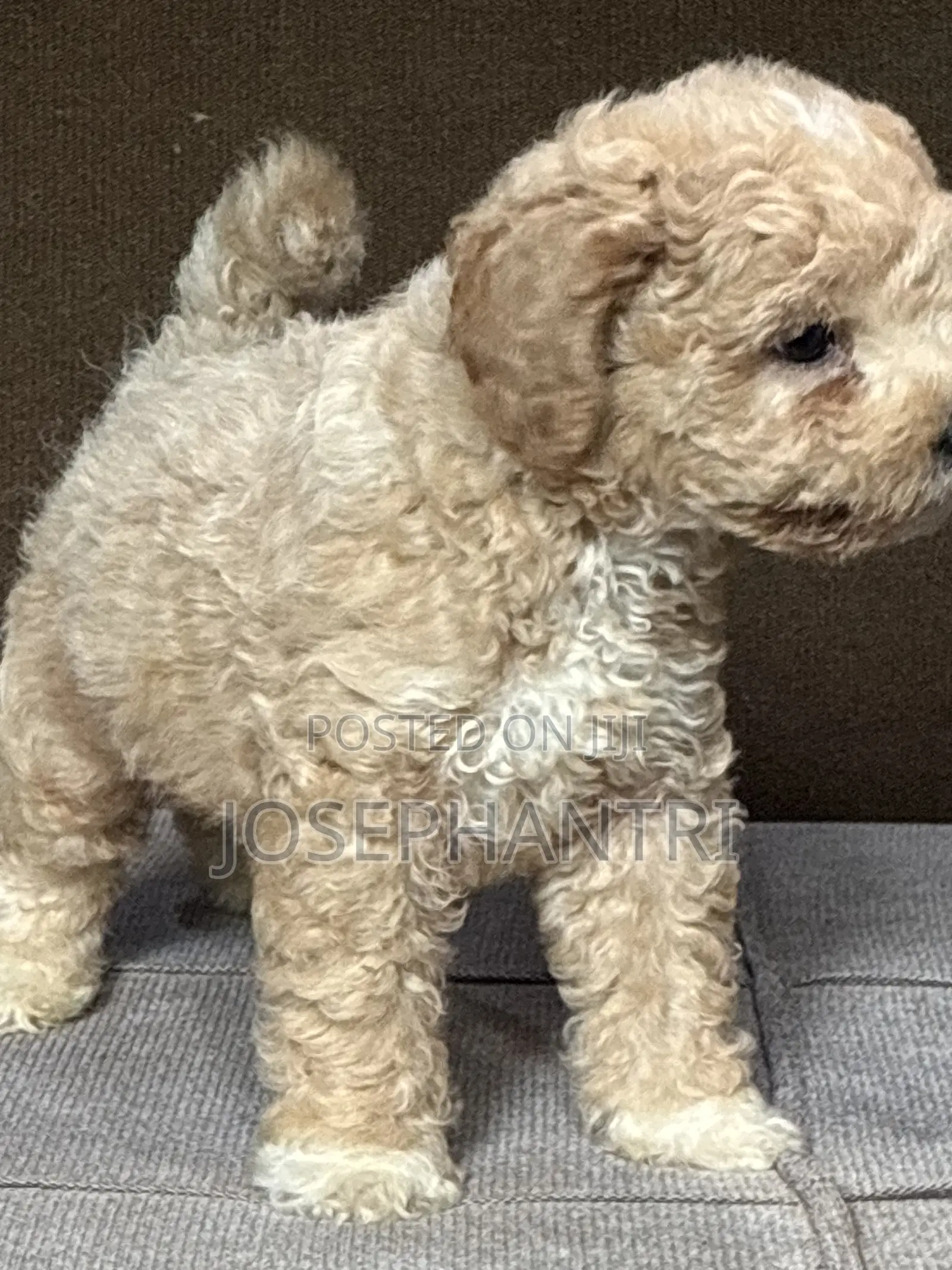 1-3 months Male Purebred Poodle