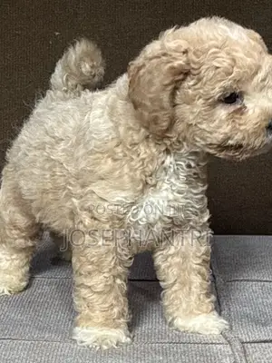1-3 months Male Purebred Poodle