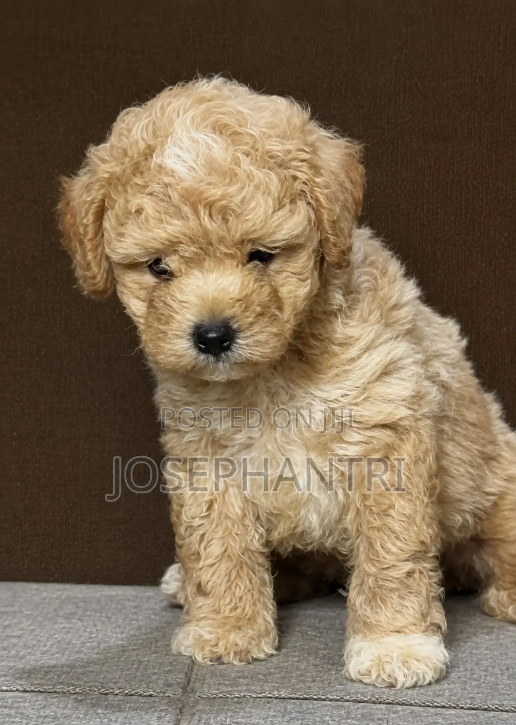 1-3 months Male Purebred Poodle