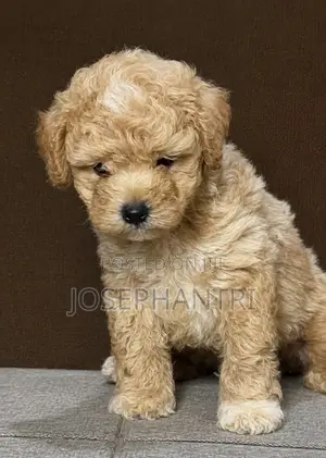 1-3 months Male Purebred Poodle