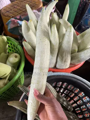 Fresh Snake Gourd