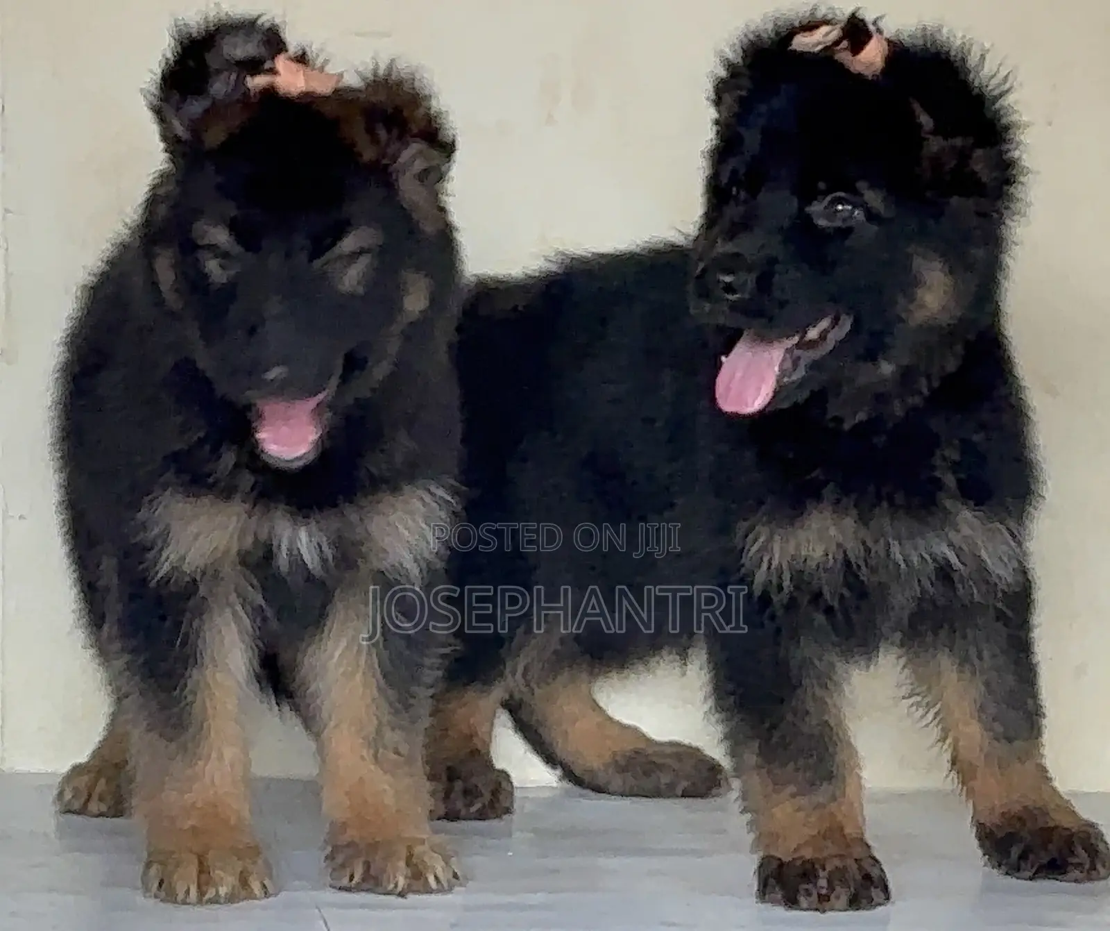 1-3 months Female Purebred German Shepherd