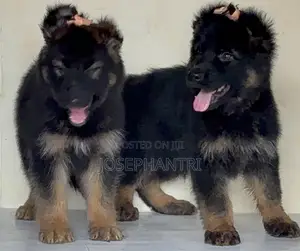 1-3 months Female Purebred German Shepherd