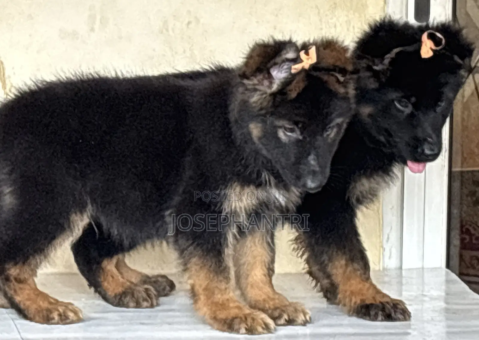 1-3 months Female Purebred German Shepherd