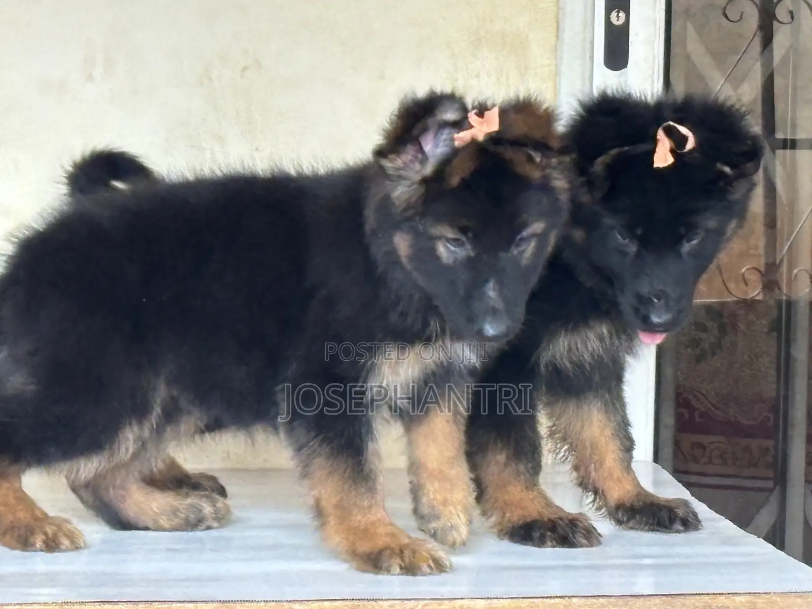 1-3 months Female Purebred German Shepherd