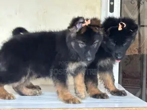 1-3 months Female Purebred German Shepherd