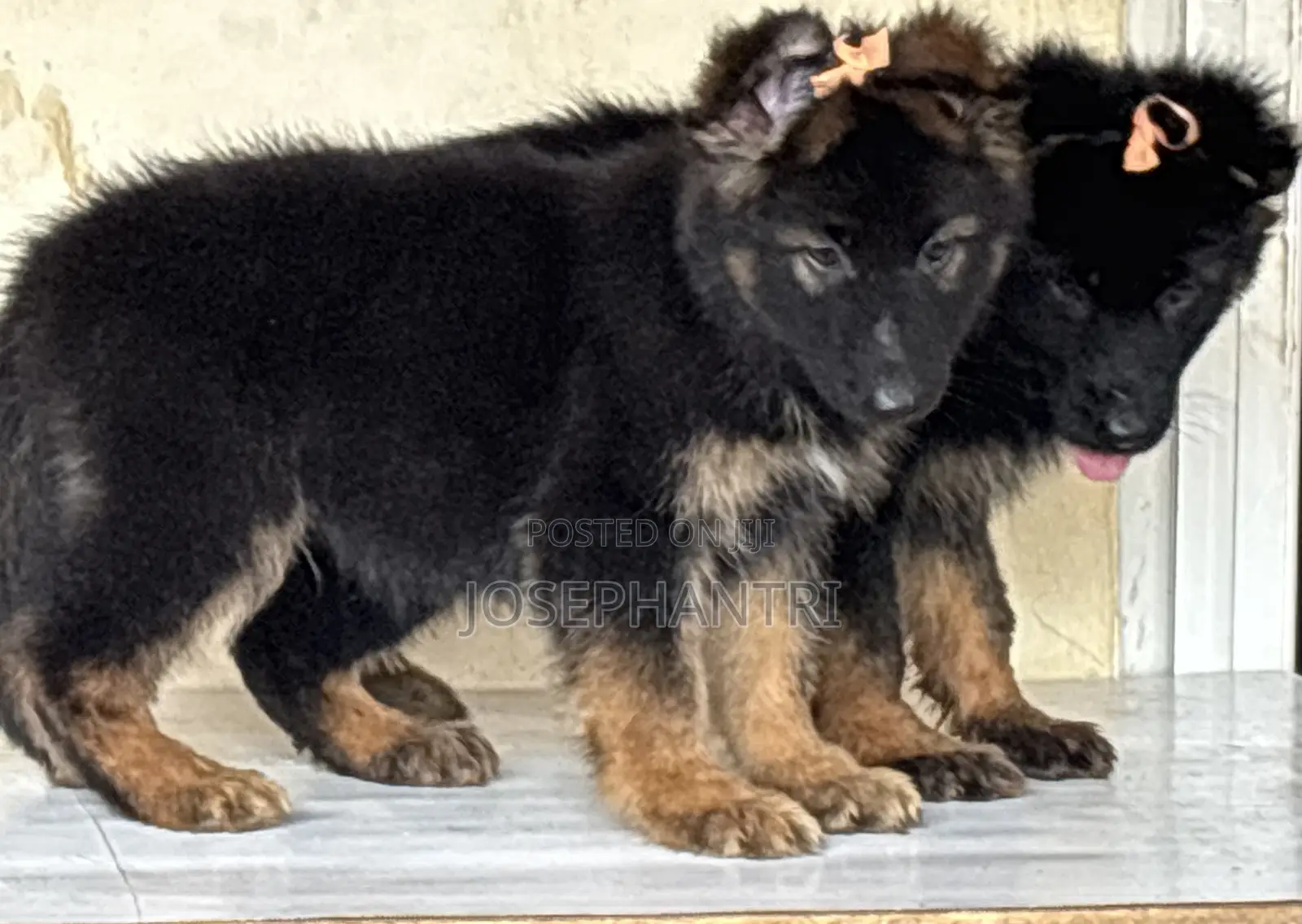 1-3 months Female Purebred German Shepherd