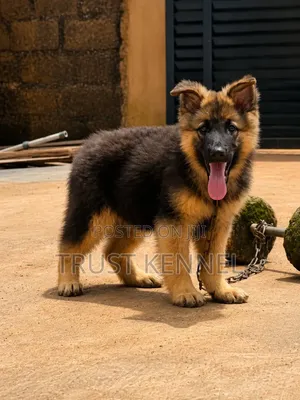 1-3 months Male Purebred German Shepherd