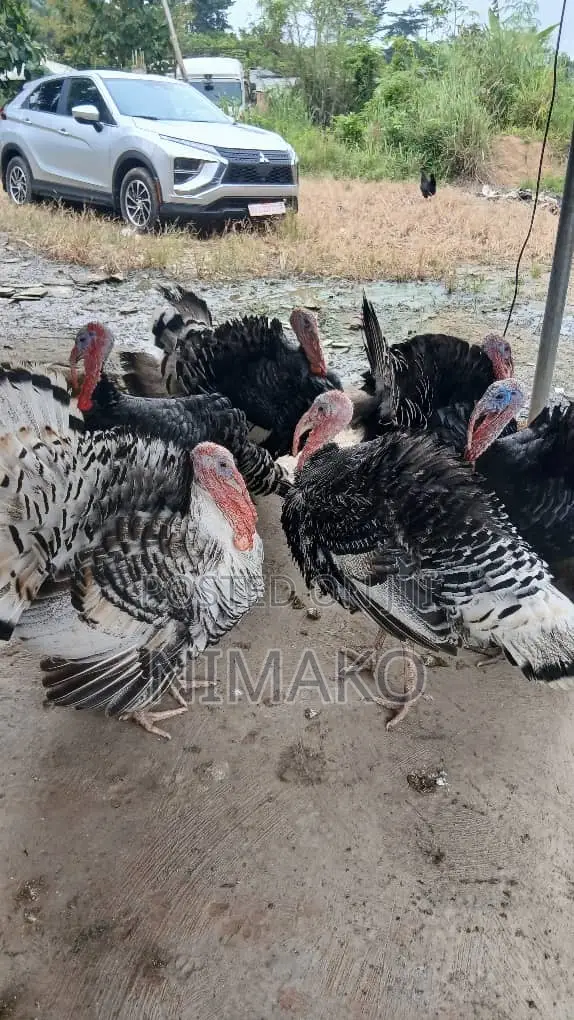 Mature Hybrid Turkeys for Sale