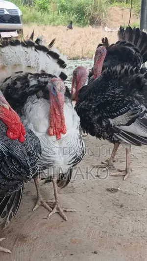 Mature Hybrid Turkeys for Sale