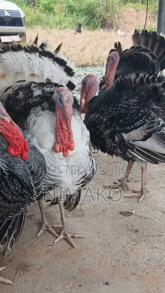 Mature Hybrid Turkeys for Sale
