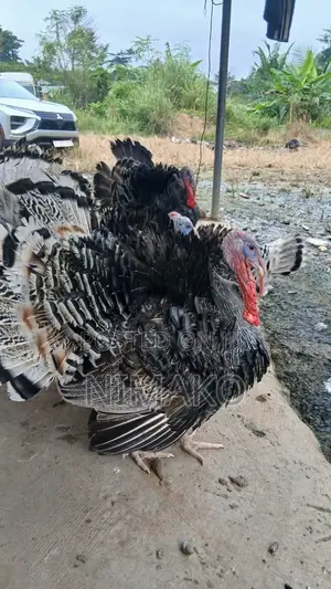 Mature Hybrid Turkeys for Sale