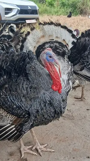 Mature Hybrid Turkeys for Sale