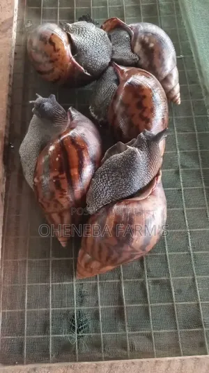 Jumbo ( Big Size Snails )