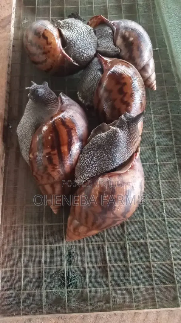 Jumbo ( Big Size Snails )