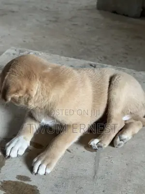 0-1 month Male Mixed Breed Dog