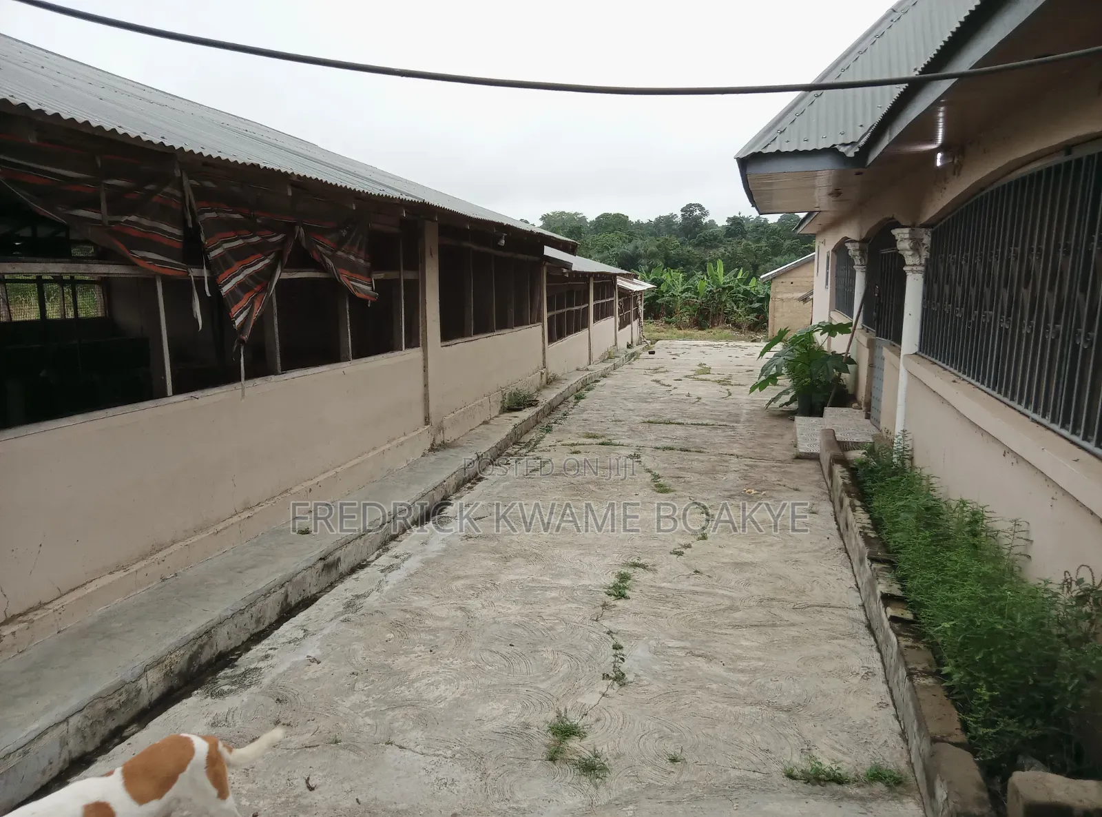 Pourtly Farm for Sale at Offinso Daaso