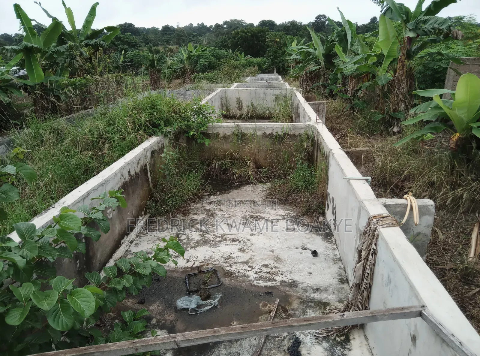 Pourtly Farm for Sale at Offinso Daaso