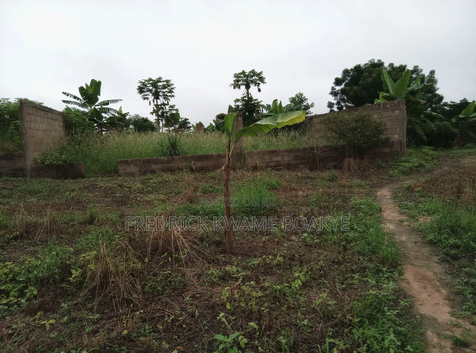 Pourtly Farm for Sale at Offinso Daaso