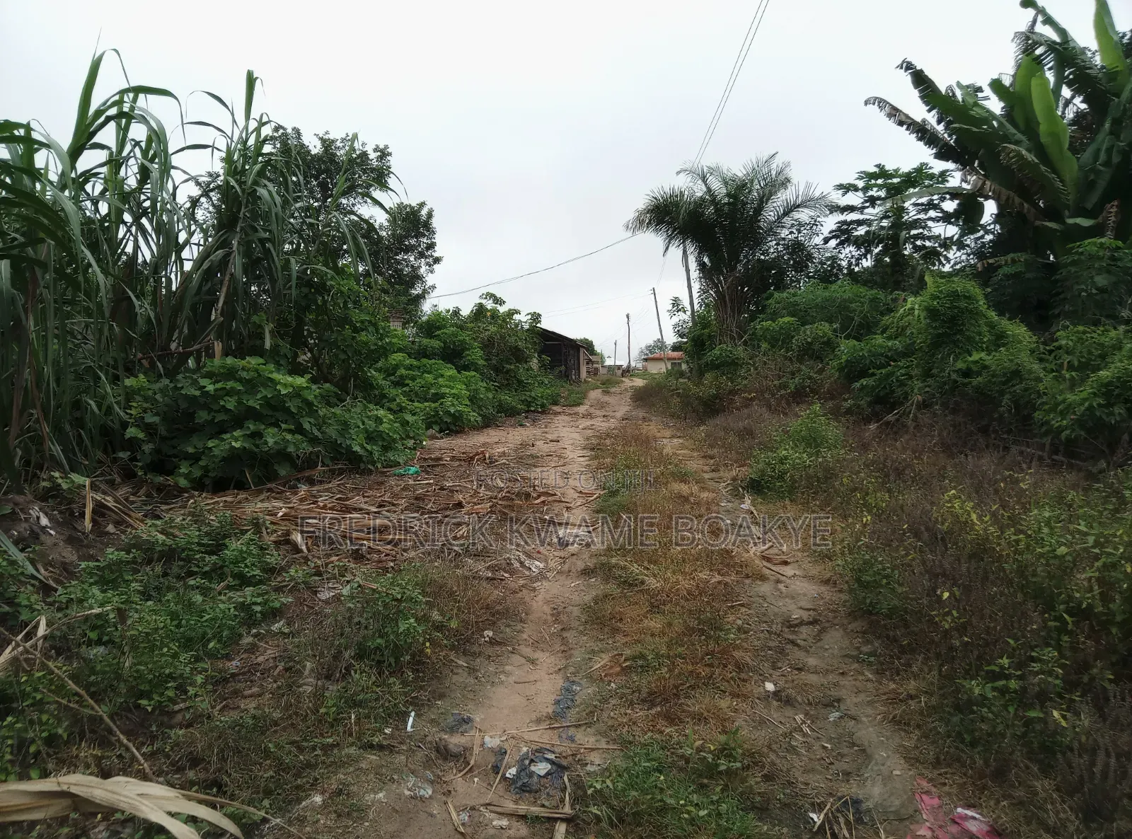 Pourtly Farm for Sale at Offinso Daaso
