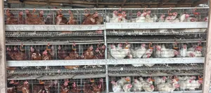 H- Type Battery Cages for Sale