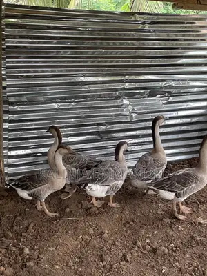 Male Chinese Geese Is Available for Sale