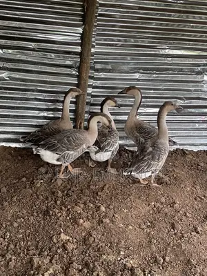 Male Chinese Geese Is Available for Sale