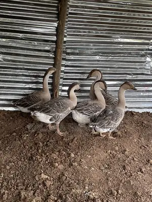 Male Chinese Geese Is Available for Sale