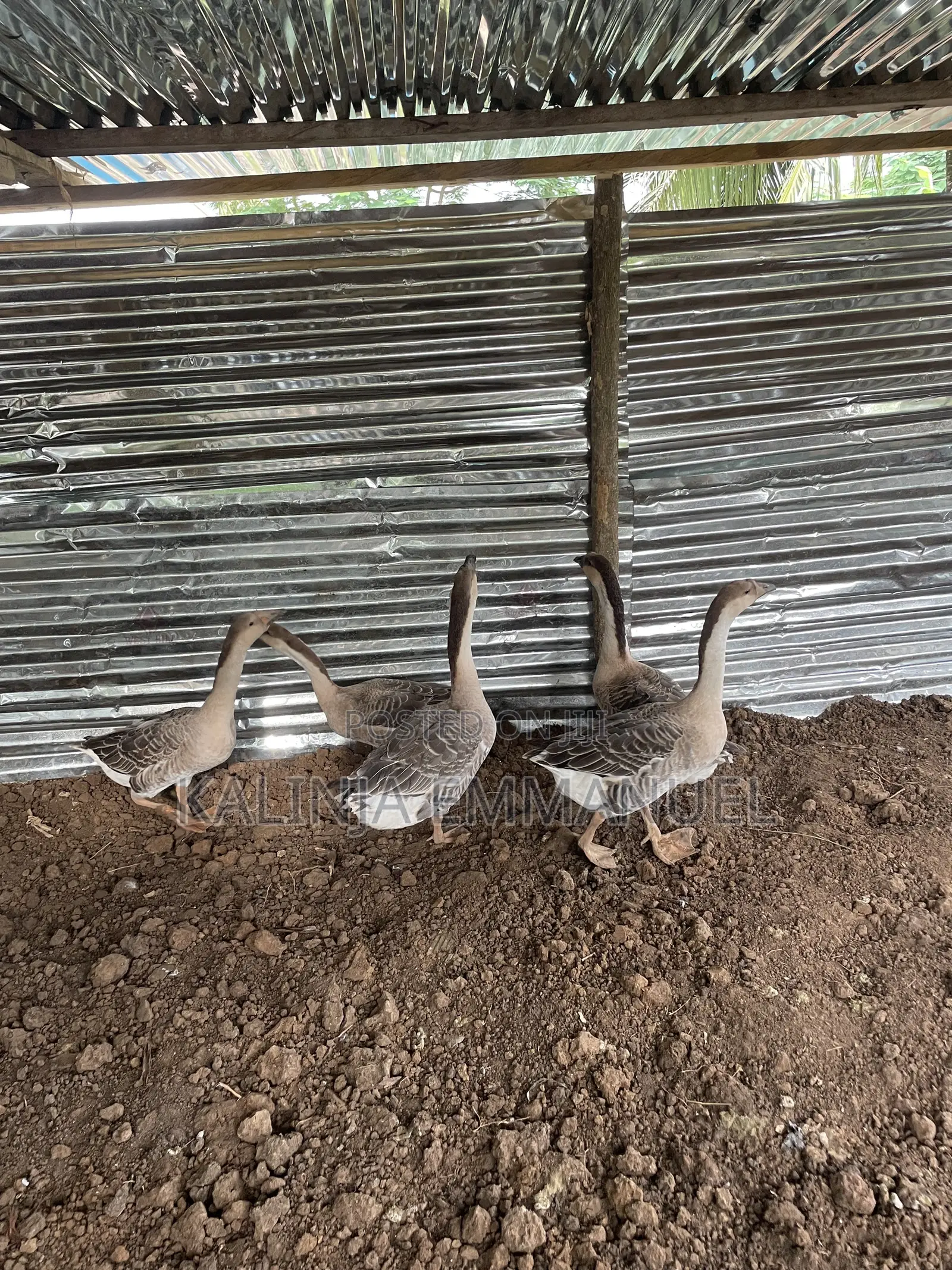 Male Chinese Geese Is Available for Sale