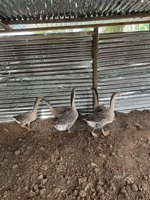 Male Chinese Geese Is Available for Sale