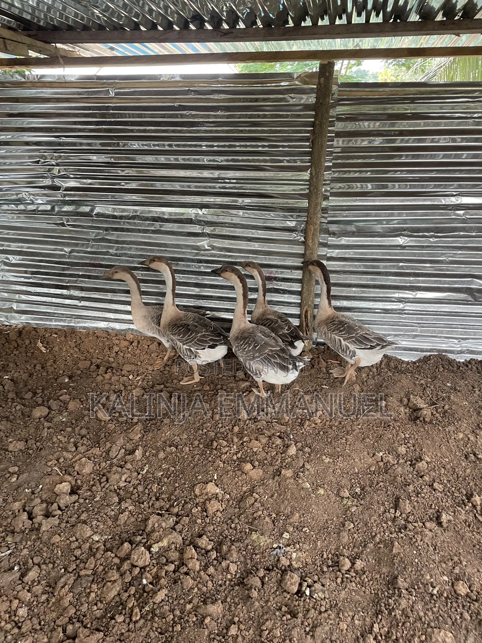 Male Chinese Geese Is Available for Sale
