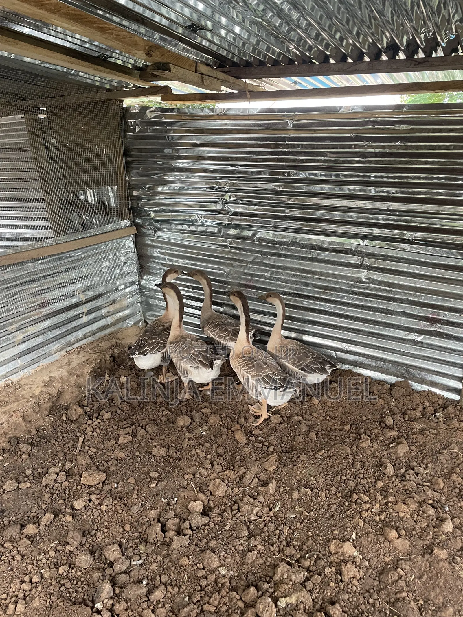 Male Chinese Geese Is Available for Sale