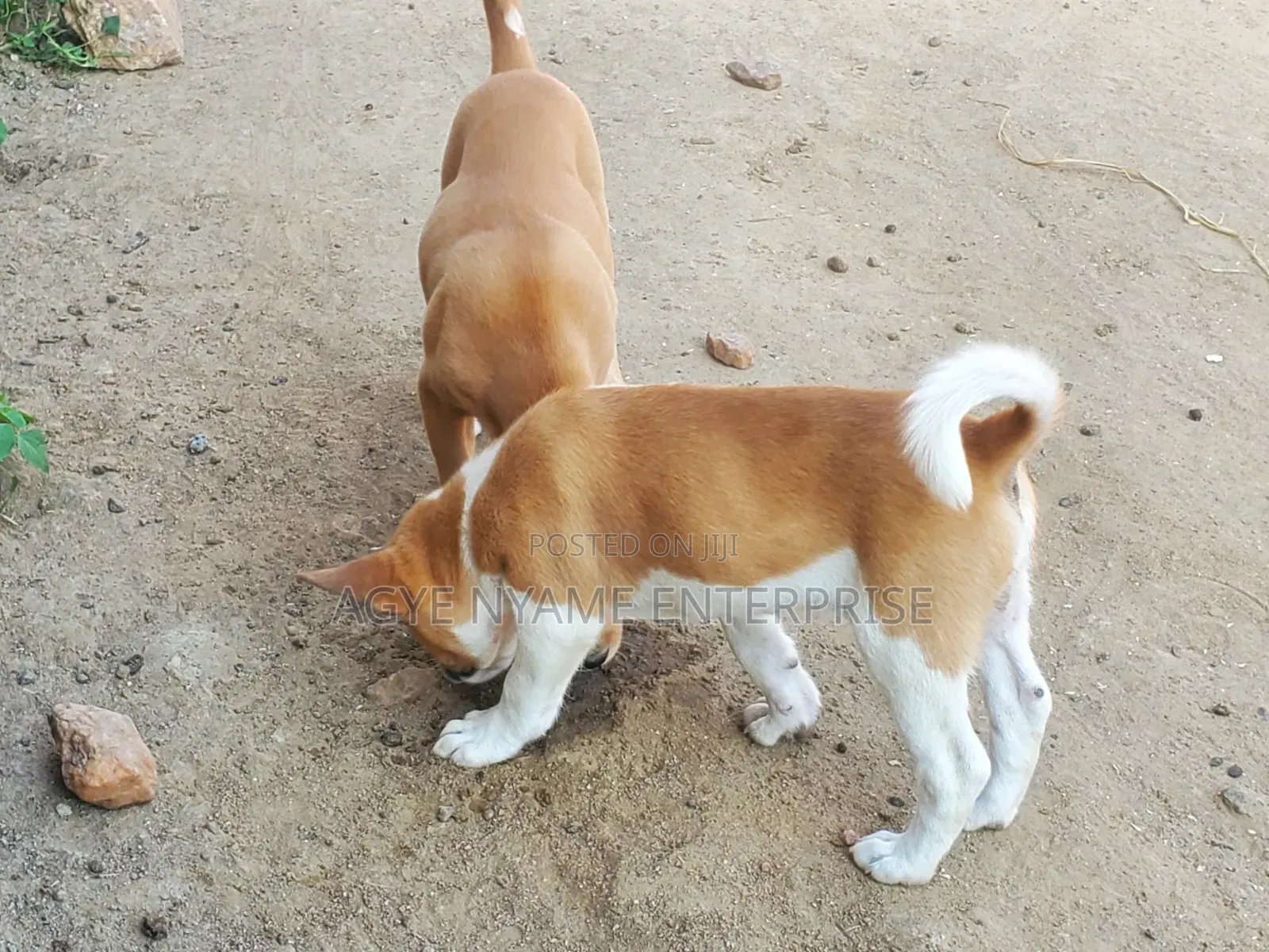 1-3 months Female Mixed Breed Dog