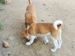 1-3 months Female Mixed Breed Dog