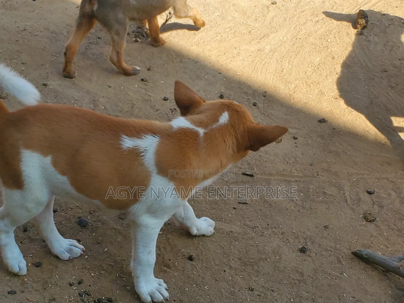 1-3 months Female Mixed Breed Dog