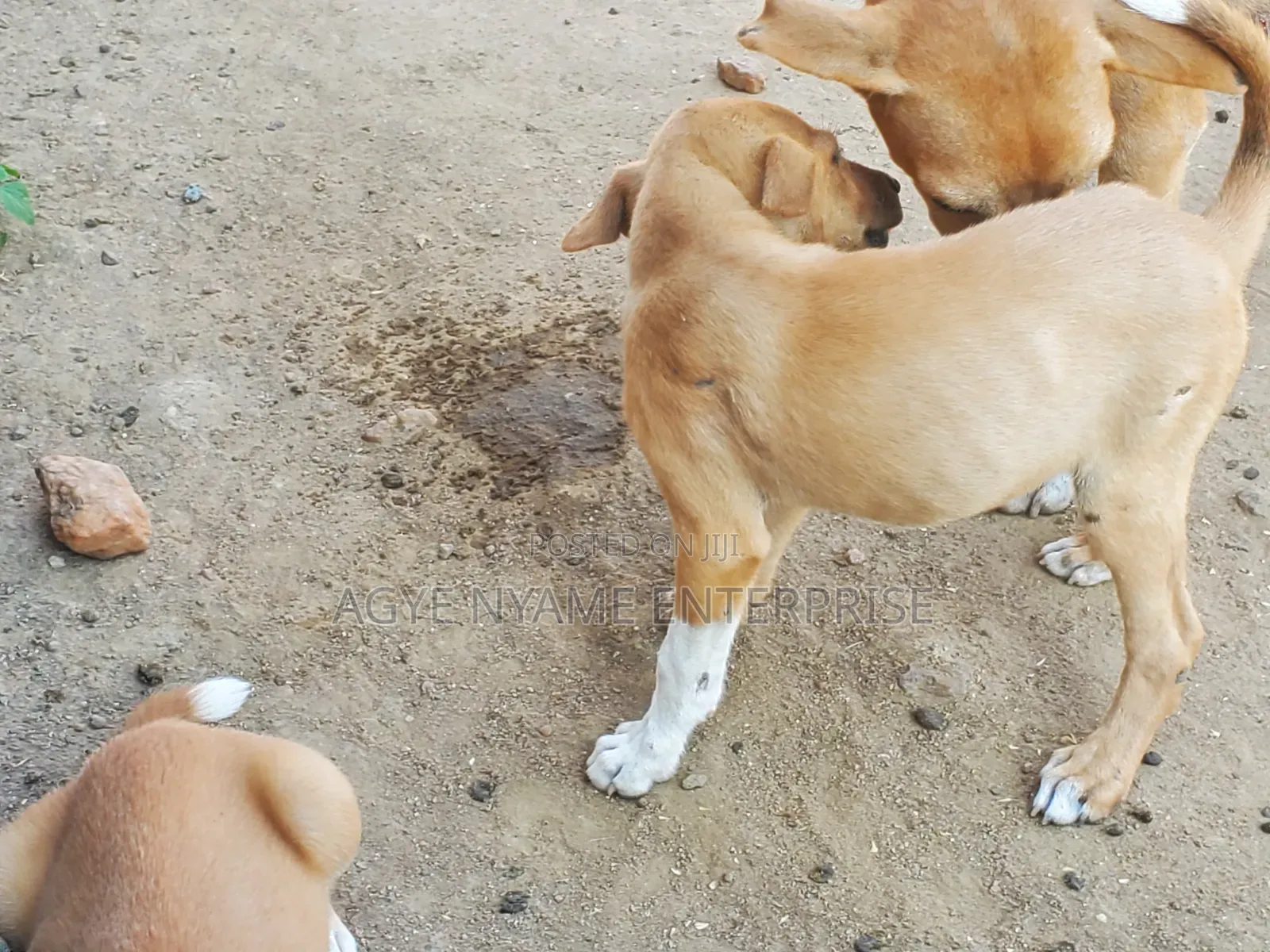 1-3 months Female Mixed Breed Dog