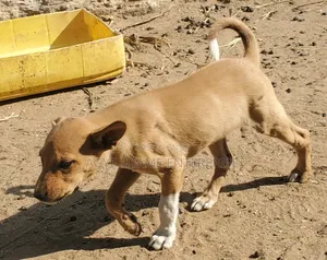 1-3 months Female Mixed Breed Dog