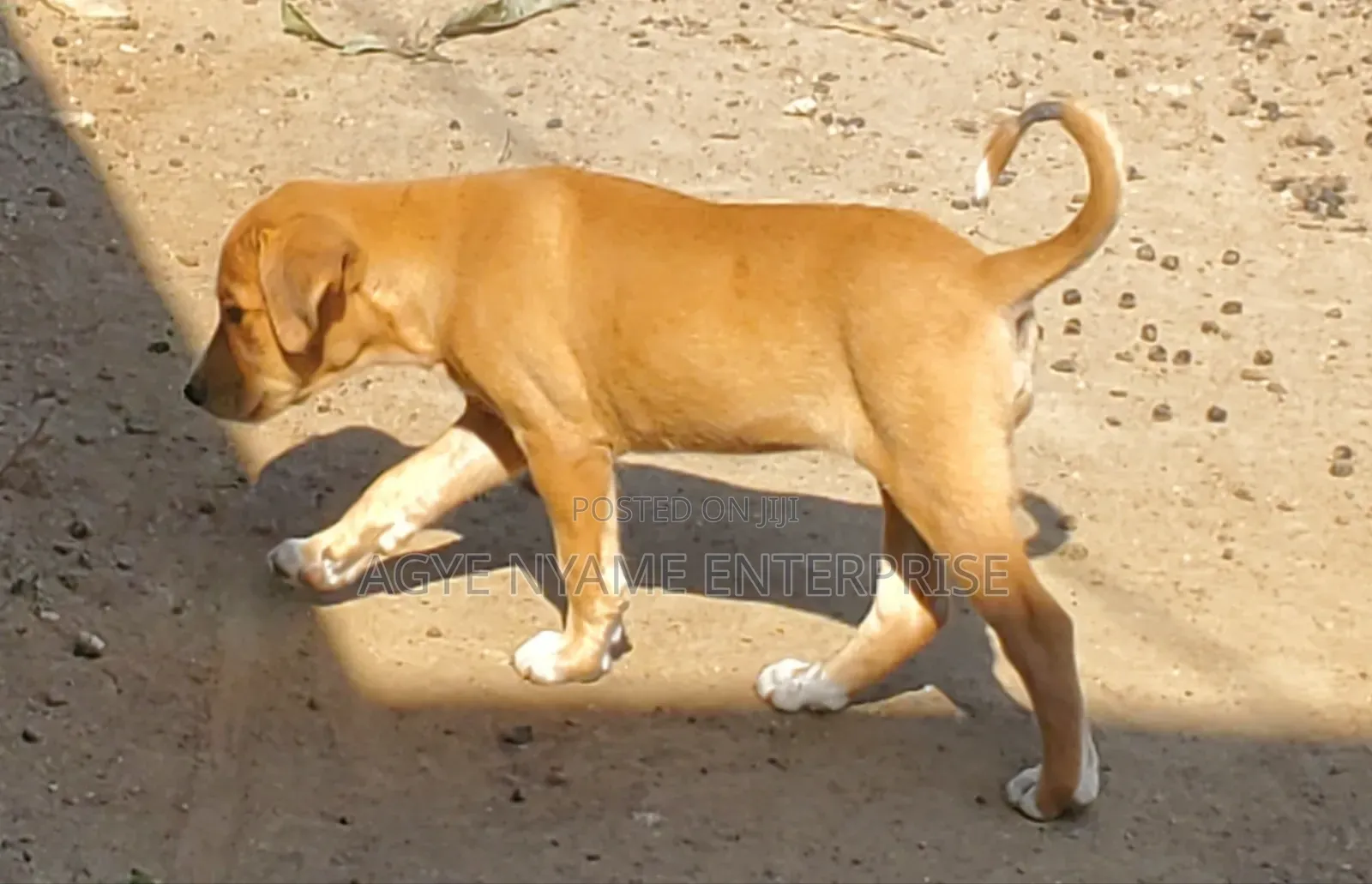 1-3 months Female Mixed Breed Dog