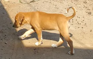 1-3 months Female Mixed Breed Dog